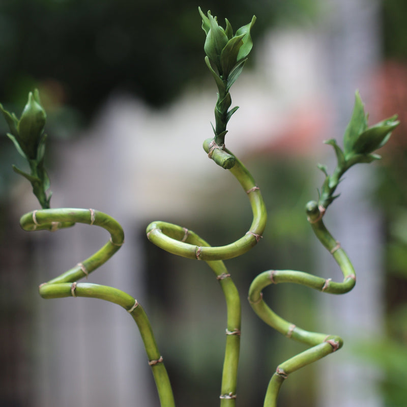 Spiral Bamboo